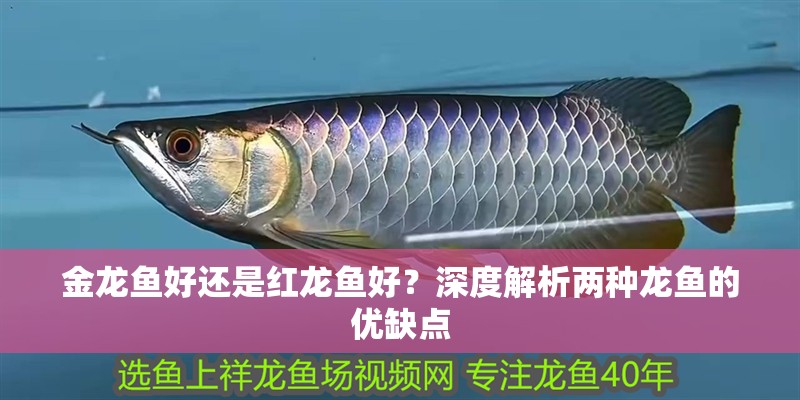 金龍魚好還是紅龍魚好？深度解析兩種龍魚的優缺點