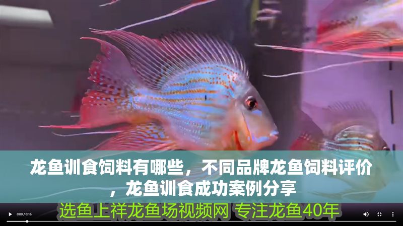龍魚訓(xùn)食飼料有哪些，不同品牌龍魚飼料評(píng)價(jià)，龍魚訓(xùn)食成功案例分享 龍魚訓(xùn)食飼料有哪些，不同品牌龍魚飼料評(píng)價(jià)，龍魚訓(xùn)食成功案例分享 龍魚百科 第2張