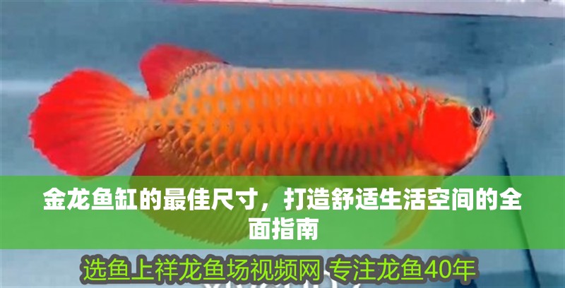 金龍魚缸的最佳尺寸,打造舒適生活空間的全面指南 龍魚百科 第2張 金龍魚缸的最佳尺寸,打造舒適生活空間的全面指南 金龍魚缸的最佳尺寸,打造舒適生活空間的全面指南 龍魚百科 第2張