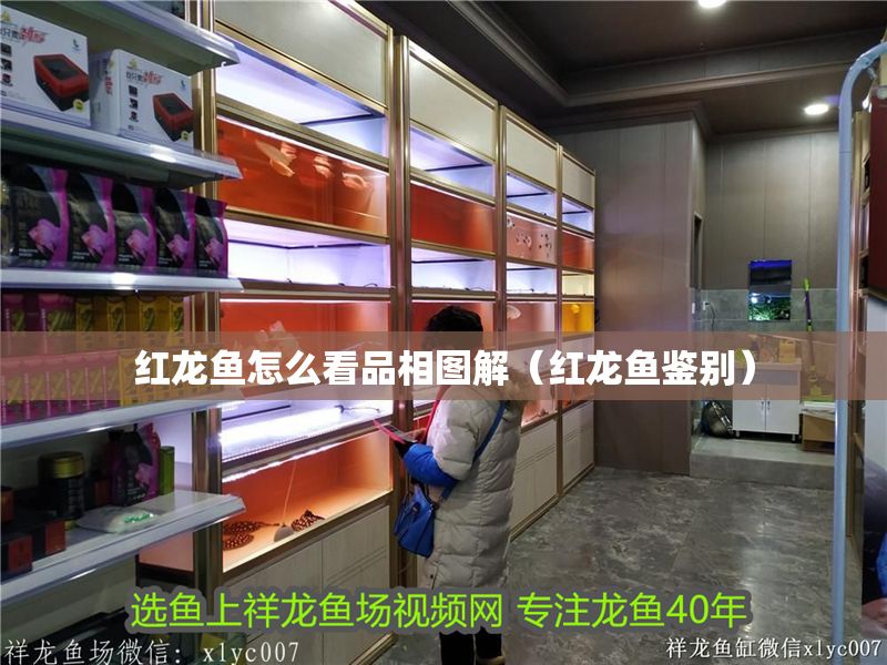 紅龍魚怎么看品相圖解（紅龍魚鑒別） 紅龍魚怎么看品相圖解（紅龍魚鑒別） 龍魚百科 第1張