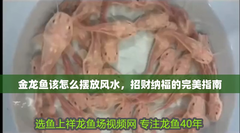 金龍魚該怎么擺放風水，招財納福的完美指南