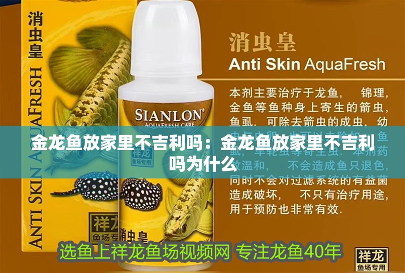 金龍魚放家里不吉利嗎：金龍魚放家里不吉利嗎為什么