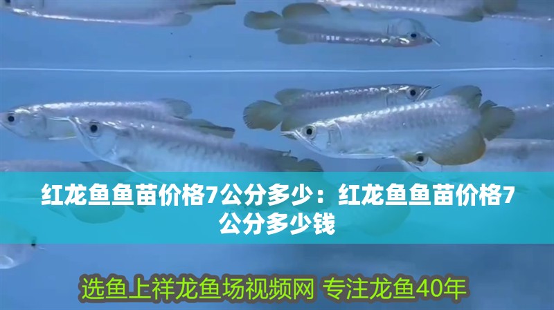 紅龍魚魚苗價格7公分多少：紅龍魚魚苗價格7公分多少錢 紅龍魚魚苗價格7公分多少：紅龍魚魚苗價格7公分多少錢 水族問答