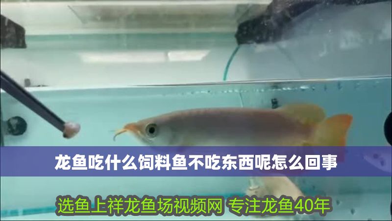 龍魚吃什么飼料魚不吃東西呢怎么回事