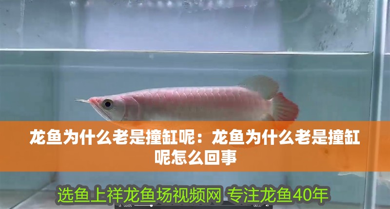 龍魚為什么老是撞缸呢：龍魚為什么老是撞缸呢怎么回事