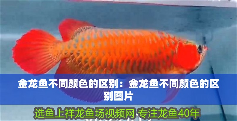 金龍魚不同顏色的區別：金龍魚不同顏色的區別圖片 金龍魚不同顏色的區別：金龍魚不同顏色的區別圖片 龍魚百科 第1張