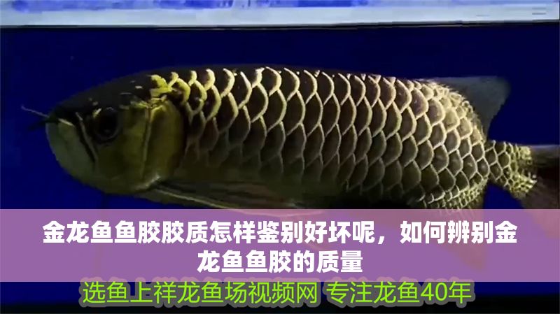 金龍魚魚膠膠質怎樣鑒別好壞呢，如何辨別金龍魚魚膠的質量