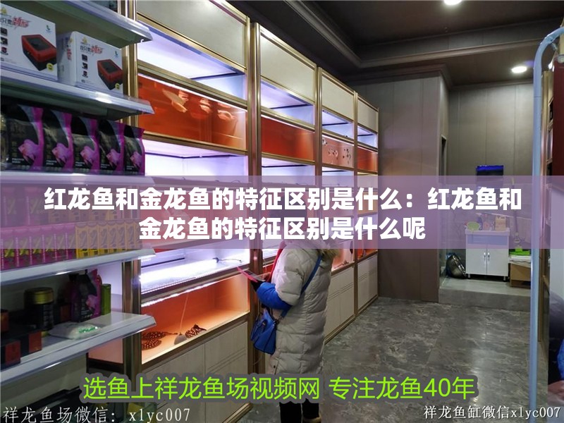 紅龍魚(yú)和金龍魚(yú)的特征區(qū)別是什么：紅龍魚(yú)和金龍魚(yú)的特征區(qū)別是什么呢 紅龍魚(yú)和金龍魚(yú)的特征區(qū)別是什么：紅龍魚(yú)和金龍魚(yú)的特征區(qū)別是什么呢 水族問(wèn)答