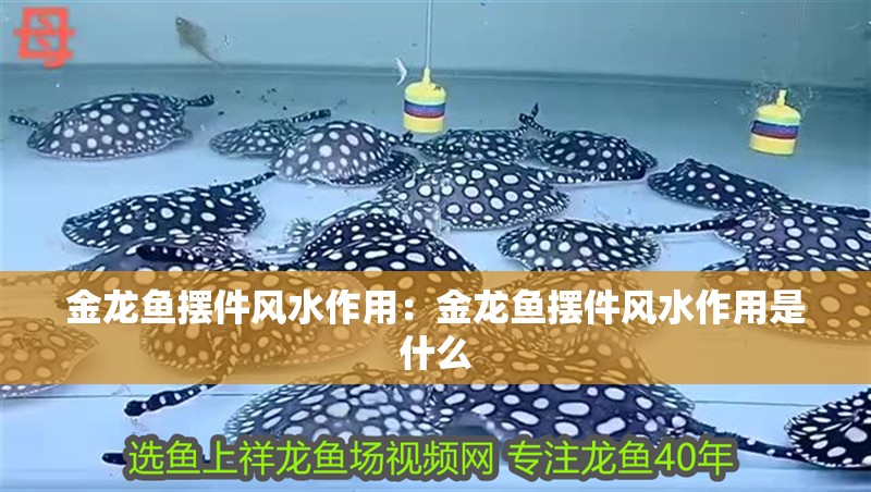 金龍魚擺件風水作用：金龍魚擺件風水作用是什么