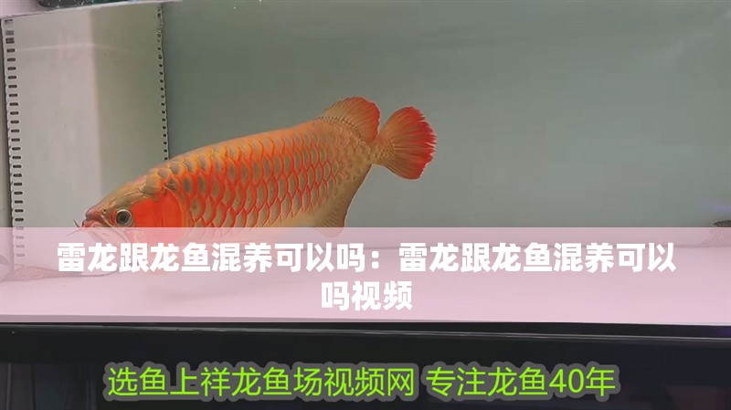 雷龍跟龍魚混養可以嗎：雷龍跟龍魚混養可以嗎視頻