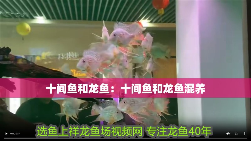 十間魚和龍魚：十間魚和龍魚混養