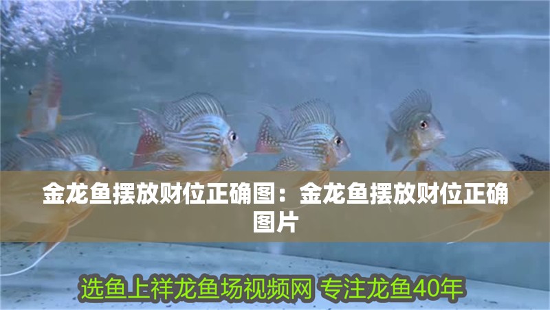 金龍魚擺放財位正確圖：金龍魚擺放財位正確圖片