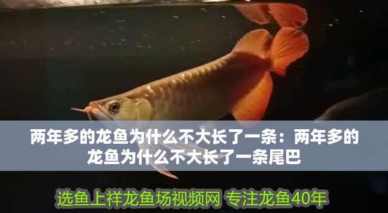兩年多的龍魚為什么不大長了一條：兩年多的龍魚為什么不大長了一條尾巴