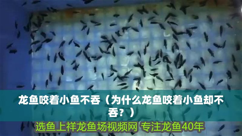 龍魚咬著小魚不吞（為什么龍魚咬著小魚卻不吞？） 龍魚咬著小魚不吞（為什么龍魚咬著小魚卻不吞？） 龍魚百科 第2張