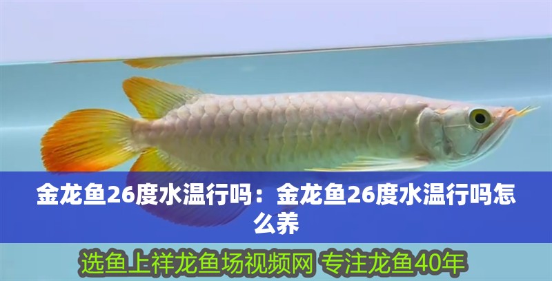 金龍魚26度水溫行嗎：金龍魚26度水溫行嗎怎么養