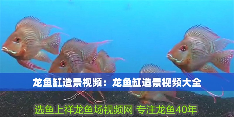 龍魚(yú)缸造景視頻：龍魚(yú)缸造景視頻大全