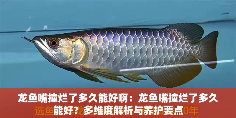 龍魚嘴撞爛了多久能好啊：龍魚嘴撞爛了多久能好？多維度解析與養(yǎng)護(hù)要點(diǎn)