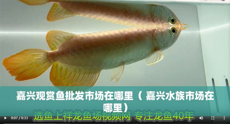 嘉興觀賞魚批發市場在哪里（ 嘉興水族市場在哪里）