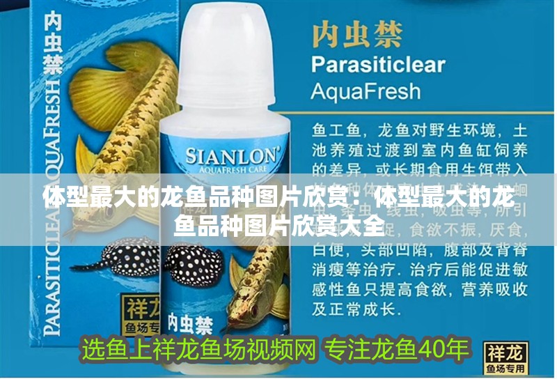 體型最大的龍魚品種圖片欣賞：體型最大的龍魚品種圖片欣賞大全