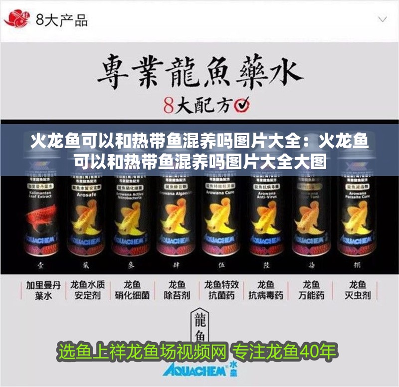 火龍魚可以和熱帶魚混養嗎圖片大全：火龍魚可以和熱帶魚混養嗎圖片大全大圖 火龍魚可以和熱帶魚混養嗎圖片大全：火龍魚可以和熱帶魚混養嗎圖片大全大圖 水族問答