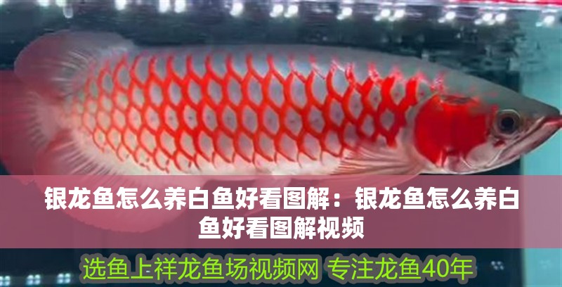 銀龍魚怎么養白魚好看圖解：銀龍魚怎么養白魚好看圖解視頻
