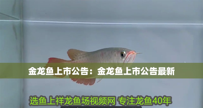金龍魚上市公告：金龍魚上市公告最新