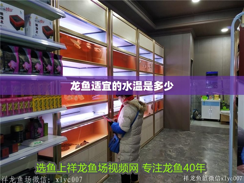 龍魚適宜的水溫是多少 龍魚適宜的水溫是多少 龍魚百科 第2張