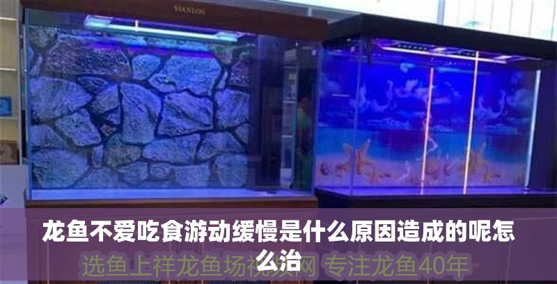 龍魚不愛吃食游動緩慢是什么原因造成的呢怎么治 龍魚百科 第2張 龍魚不愛吃食游動緩慢是什么原因造成的呢怎么治 龍魚不愛吃食游動緩慢是什么原因造成的呢怎么治 龍魚百科 第2張