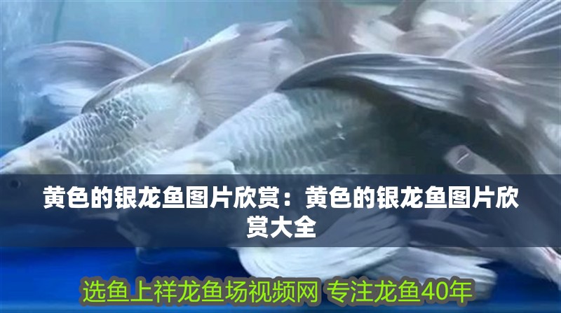 黃色的銀龍魚圖片欣賞：黃色的銀龍魚圖片欣賞大全