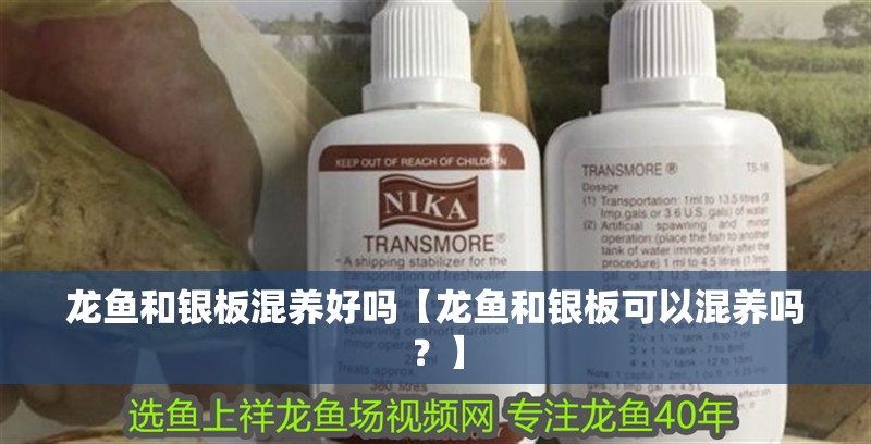 龍魚和銀板混養(yǎng)好嗎【龍魚和銀板可以混養(yǎng)嗎？】