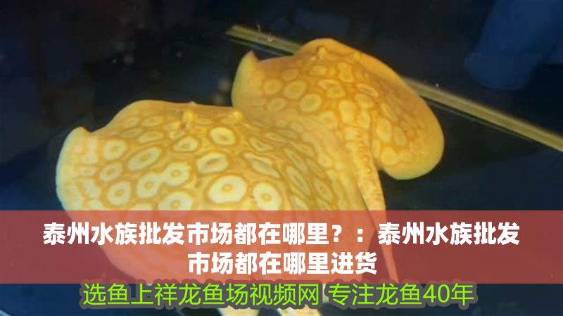 泰州水族批發(fā)市場都在哪里？：泰州水族批發(fā)市場都在哪里進(jìn)貨