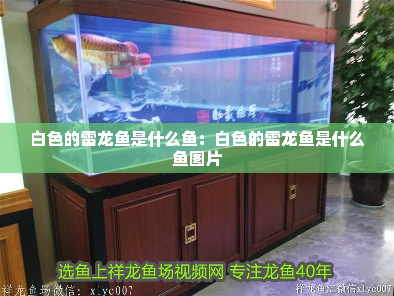 白色的雷龍魚是什么魚：白色的雷龍魚是什么魚圖片