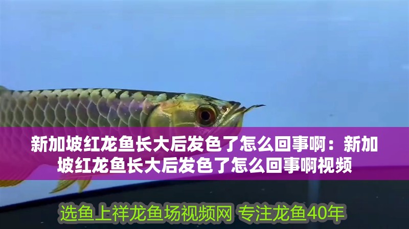 新加坡紅龍魚長大后發(fā)色了怎么回事?。盒录悠录t龍魚長大后發(fā)色了怎么回事啊視頻 新加坡紅龍魚長大后發(fā)色了怎么回事啊：新加坡紅龍魚長大后發(fā)色了怎么回事啊視頻 水族問答