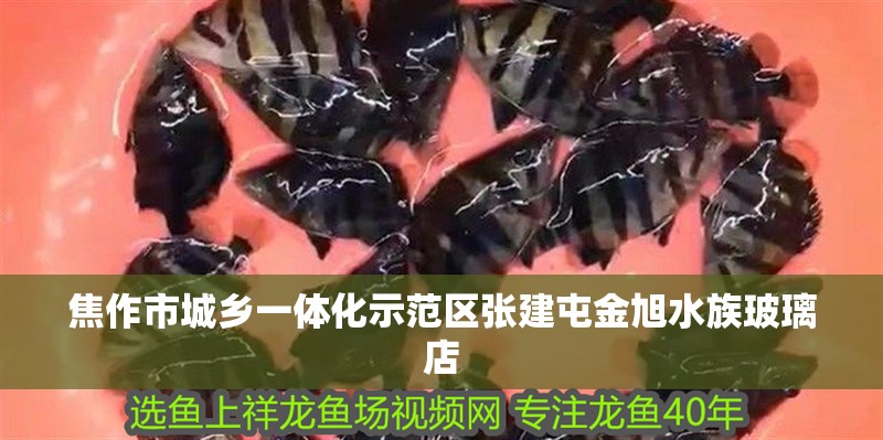 焦作市城鄉(xiāng)一體化示范區(qū)張建屯金旭水族玻璃店