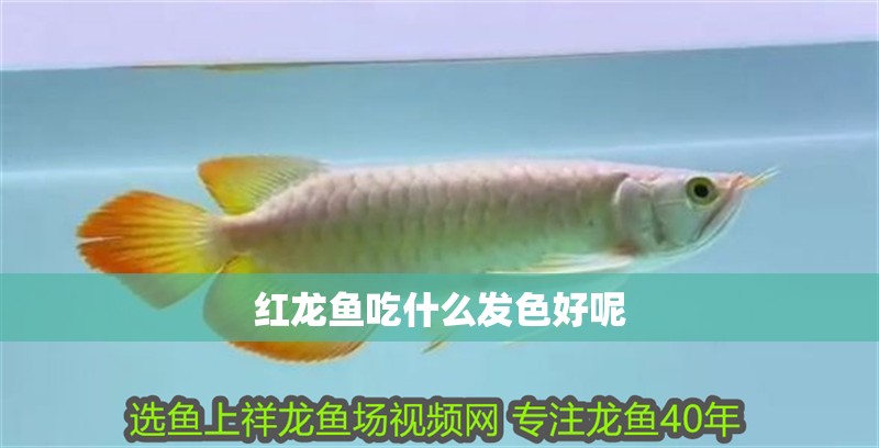 紅龍魚吃什么發色好呢 紅龍魚吃什么發色好呢 龍魚百科 第1張