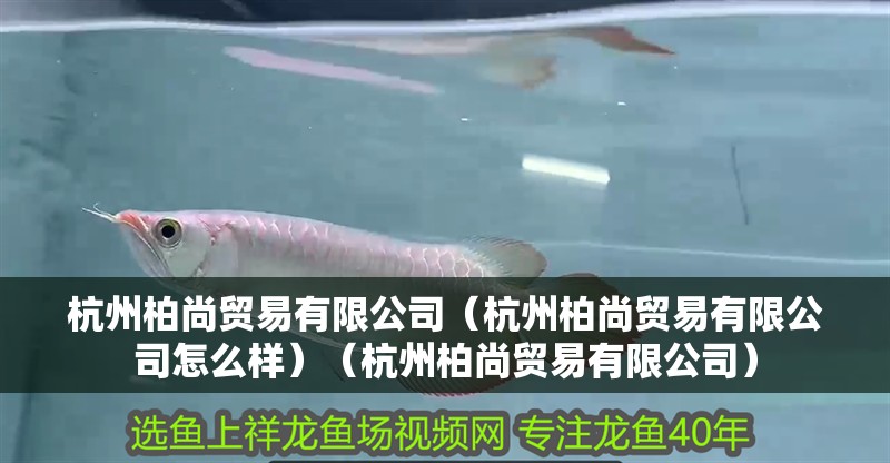 鸚鵡魚和銀龍魚混養(yǎng)怎樣喂食 杭州柏尚貿(mào)易有限公司(杭州柏尚貿(mào)易有限公司怎么樣)(杭州柏尚貿(mào)易有限公司) 全國水族館企業(yè)名錄 杭州柏尚貿(mào)易有限公司(杭州柏尚貿(mào)易有限公司怎么樣)(杭州柏尚貿(mào)易有限公司) 杭州柏尚貿(mào)易有限公司(杭州柏尚貿(mào)易有限公司怎么樣)(杭州柏尚貿(mào)易有限公司) 全國水族館企業(yè)名錄