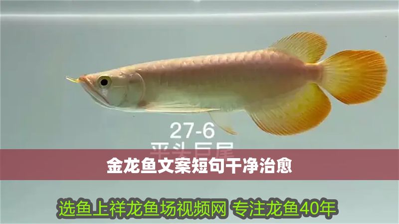 金龍魚文案短句干凈治愈