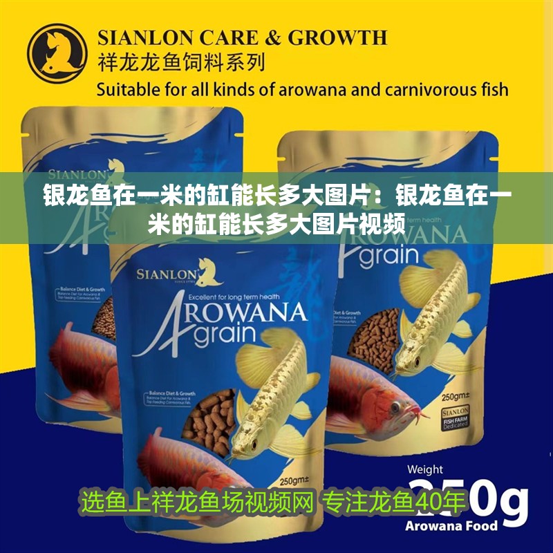 銀龍魚在一米的缸能長多大圖片：銀龍魚在一米的缸能長多大圖片視頻 銀龍魚在一米的缸能長多大圖片：銀龍魚在一米的缸能長多大圖片視頻 水族問答