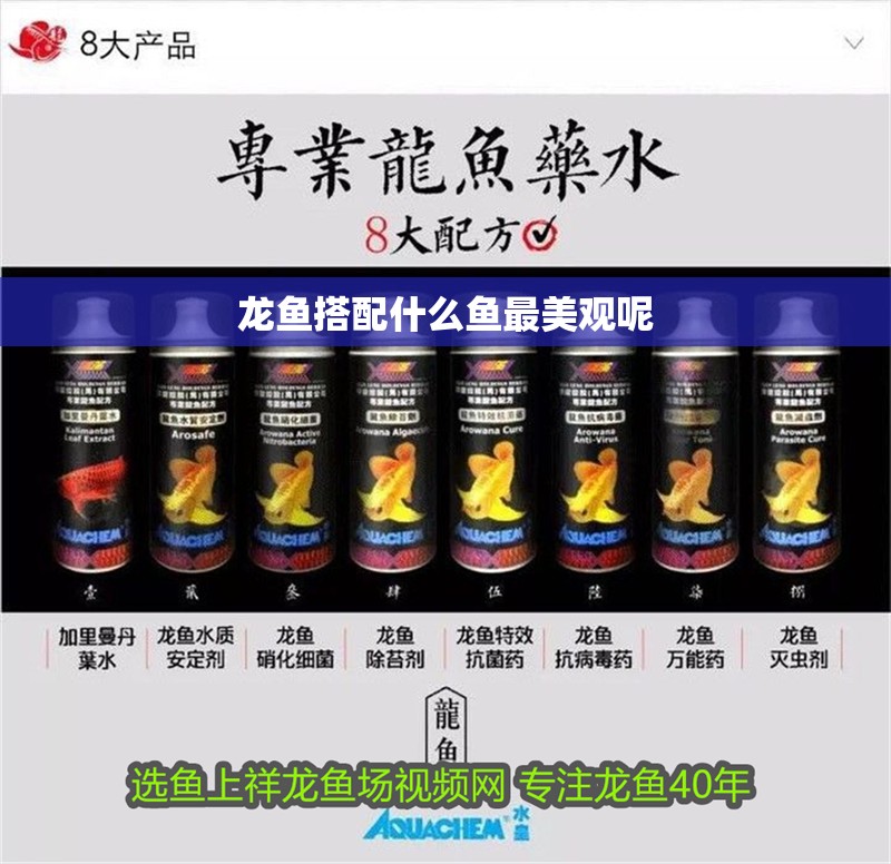 龍魚搭配什么魚最美觀呢 龍魚搭配什么魚最美觀呢 龍魚百科 第2張