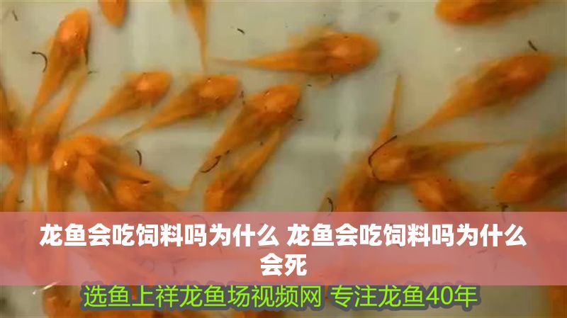 龍魚會(huì)吃飼料嗎為什么 龍魚會(huì)吃飼料嗎為什么會(huì)死