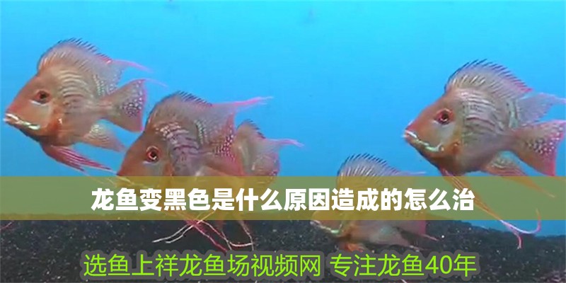 龍魚變黑色是什么原因造成的怎么治