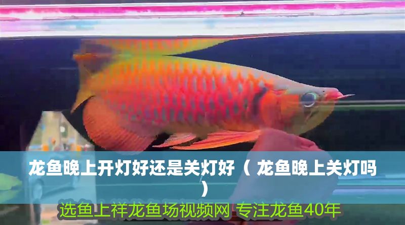 龍魚晚上開燈好還是關燈好( 龍魚晚上關燈嗎) 龍魚百科 第1張 龍魚晚上開燈好還是關燈好( 龍魚晚上關燈嗎) 龍魚晚上開燈好還是關燈好( 龍魚晚上關燈嗎) 龍魚百科 第1張
