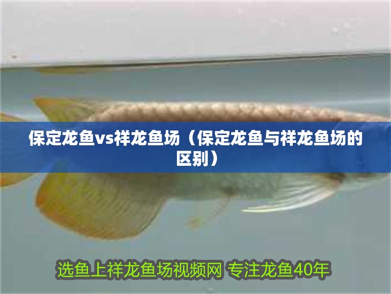 保定龍魚vs祥龍魚場（保定龍魚與祥龍魚場的區(qū)別）