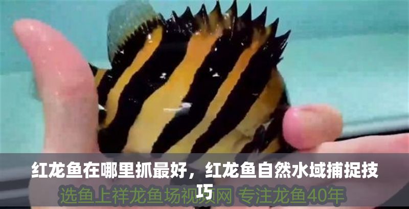 紅龍魚在哪里抓最好，紅龍魚自然水域捕捉技巧