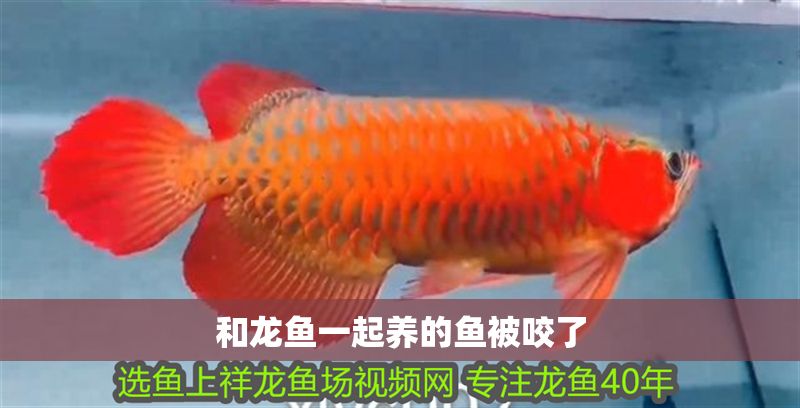 和龍魚一起養的魚被咬了 和龍魚一起養的魚被咬了 龍魚百科 第1張