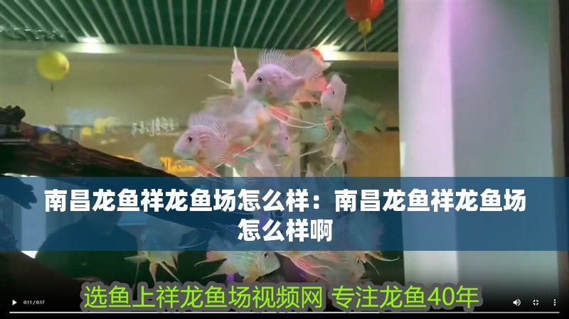 南昌龍魚祥龍魚場怎么樣:南昌龍魚祥龍魚場怎么樣啊 水族問答 南昌龍魚祥龍魚場怎么樣:南昌龍魚祥龍魚場怎么樣啊 南昌龍魚祥龍魚場怎么樣:南昌龍魚祥龍魚場怎么樣啊 水族問答
