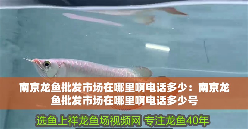 南京龍魚批發市場在哪里啊電話多少：南京龍魚批發市場在哪里啊電話多少號 南京龍魚批發市場在哪里啊電話多少：南京龍魚批發市場在哪里啊電話多少號 水族問答