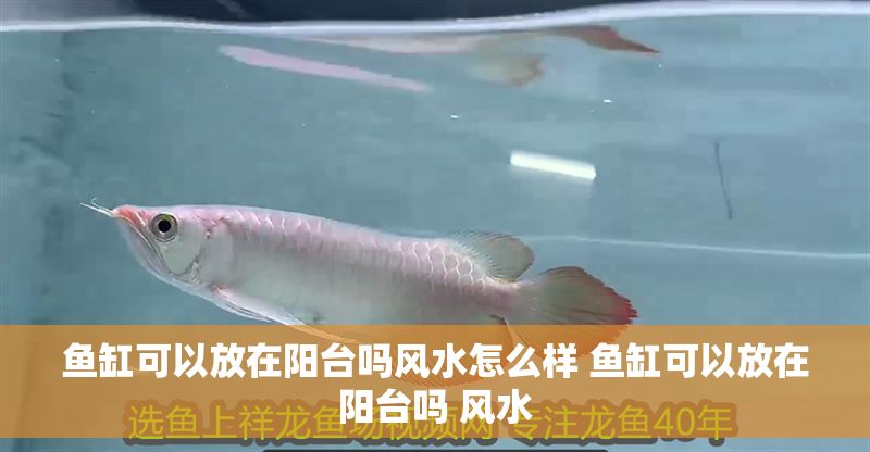 魚缸可以放在陽臺嗎風水怎么樣 魚缸可以放在陽臺嗎 風水