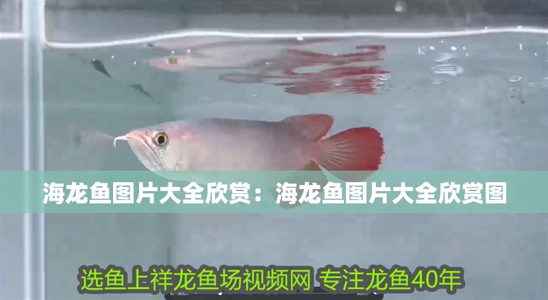 海龍魚圖片大全欣賞：海龍魚圖片大全欣賞圖 海龍魚圖片大全欣賞：海龍魚圖片大全欣賞圖 水族問答