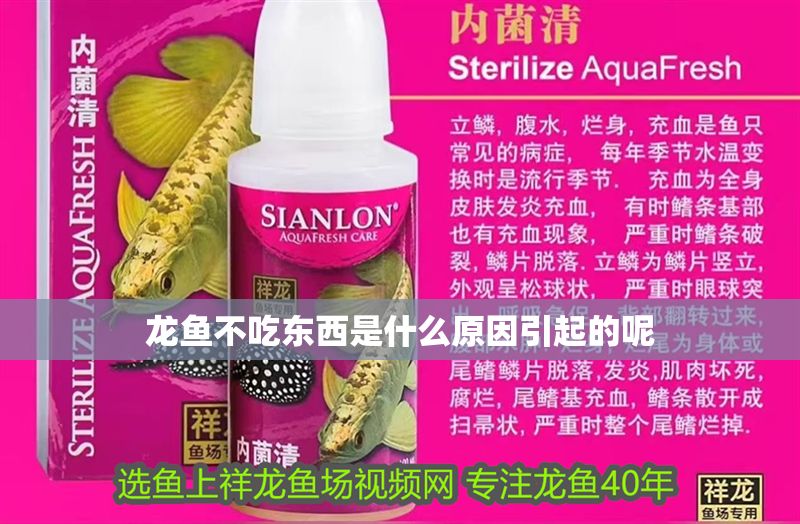 龍魚不吃東西是什么原因引起的呢